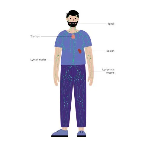 Lymphatic system in human body Stock Illustration