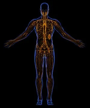 Lymphatic System Stock Illustration