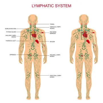 Lymphatic system Stock Illustration