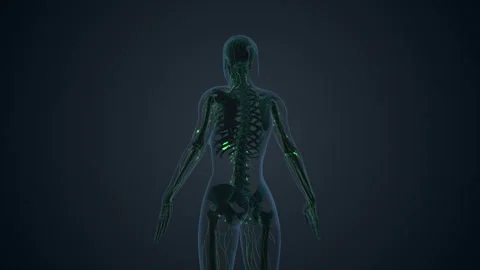 Lymphatic System Internal Anatomy background 스톡 동영상 242946731