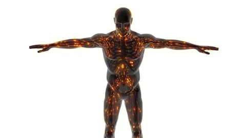 Lymphatic System Internal Anatomy in human Body Stock Footage 254807836