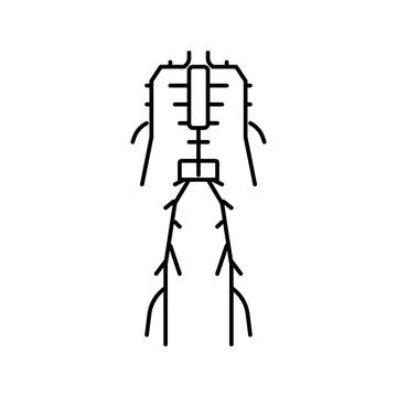 Lymphatic system line icon vector illustration 스톡 일러스트