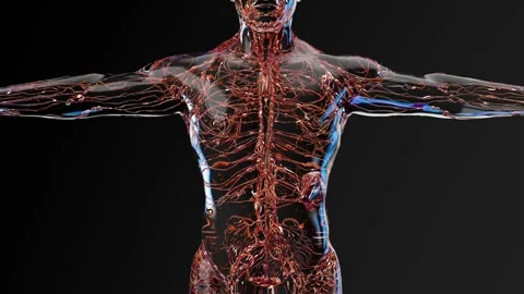 Lymphatic system with lymph vessels and nodes, Circulation of lymphatic fluid Stock Footage 301955681