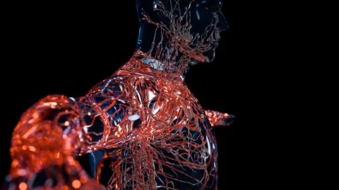 Lymphatic system with lymph vessels and nodes, Circulation of lymphatic fluid Stock Footage 301955848