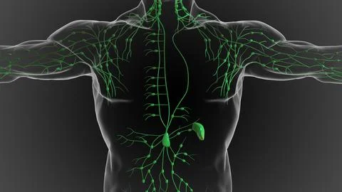 Lymphatic system is a network of delicate tubes throughout the body, It dra.. Stock Illustration