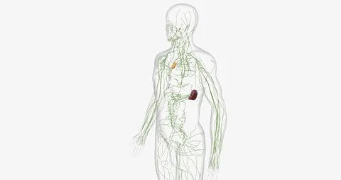 The lymphatic system is a network of organs, tissues, vessels and nodes tha.. Illustrazione stock