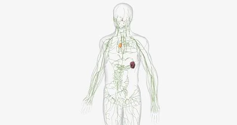 The lymphatic system is a network of organs, tissues, vessels and nodes tha.. Illustrazione stock