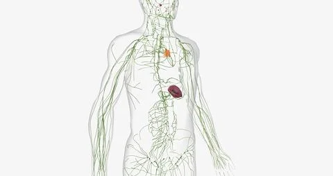 The lymphatic system is a network of organs, tissues, vessels and nodes tha.. Stock Illustration