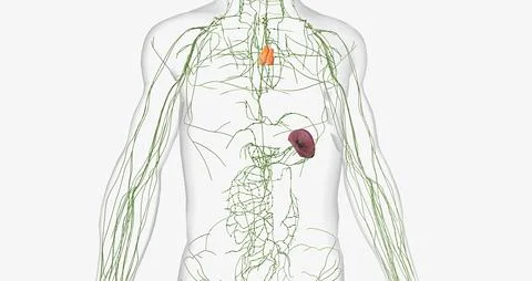 The lymphatic system is a network of organs, tissues, vessels and nodes tha.. Illustrazione stock