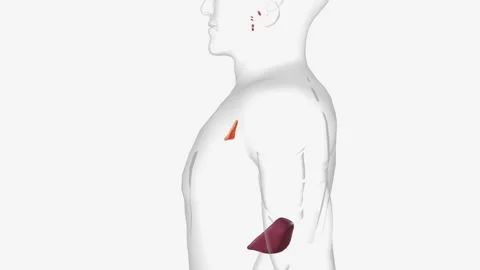 The lymphatic system, or lymphoid system, is an organ system in vertebrates that Stock Footage 247261571