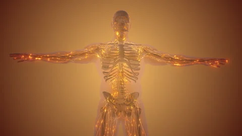 The lymphatic system or lymphoid system Stock-Footage 253971049