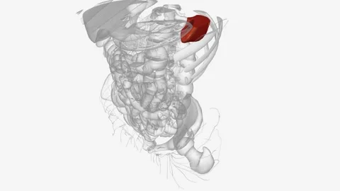 The lymphatic system, or lymphoid system, is an organ system in vertebrates that Stock Footage 271033018