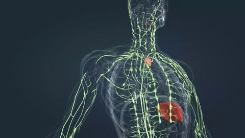 The lymphatic system is an organ system that is part of the circulatory system Stock Footage 229425617