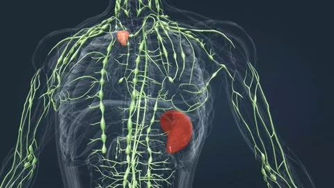 The lymphatic system is an organ system ... | Stock Video | Pond5