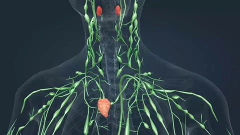 The lymphatic system is an organ system that is part of the circulatory system Stock Footage 229844900