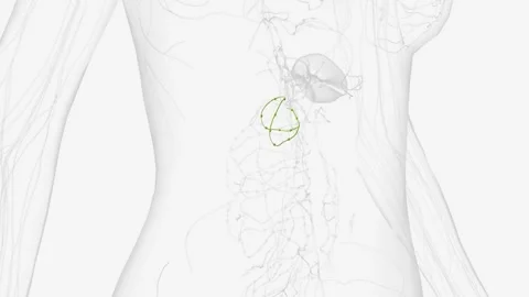 The lymphatic system of the pancreas is a complex, intricate network of Stock Footage 271032765
