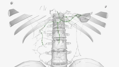 The lymphatic system of the pancreas is a complex, intricate network of Stock Footage 271036334