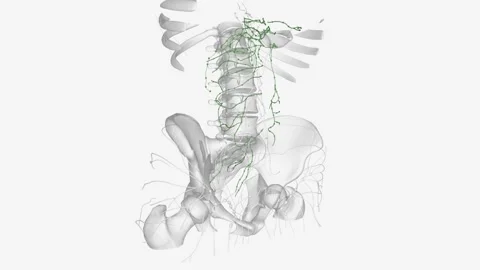 The lymphatic system of the pancreas is a complex, intricate network of Stock Footage 271039382