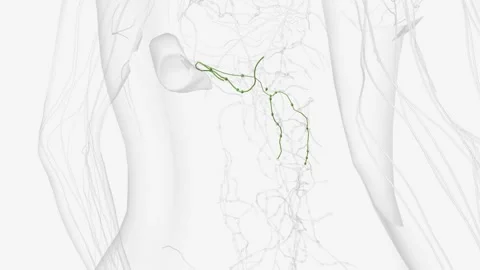 The lymphatic system of the pancreas is a complex, intricate network of Stock Footage 271045251