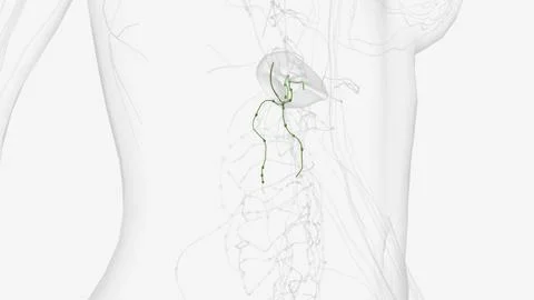 The lymphatic system of the pancreas is a complex, intricate network of lym.. Illustrazione stock