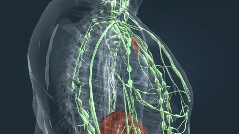 The Lymphatic System A Part Of The Immun Stock Video Pond