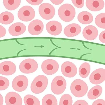 Lymphatic vessel concept Stock Illustration