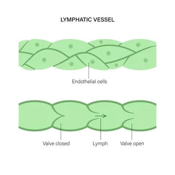 Lymphatic vessel concept Stock Illustration