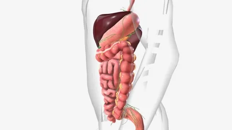 Lymphatics of abdomen and digestive system Stock Footage 247268608