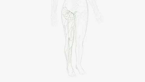 Lymphatics of right Iower limb Stock Footage 271031213