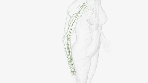 Lymphatics of right upper limb Stock Footage 271034667