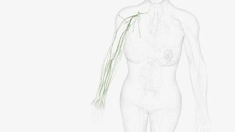 Lymphatics of right upper limb Stock Illustration