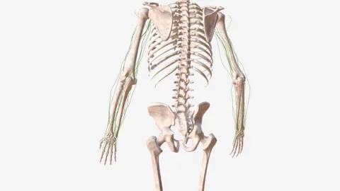 Lymphatics of upper limb Stock Footage 247267323