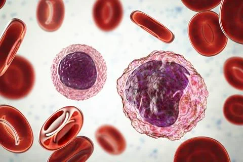 Lymphocyte and monocyte surrounded by red blood cells Stock Illustration