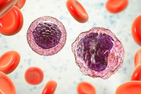 Lymphocyte and monocyte surrounded by red blood cells Stock Illustration