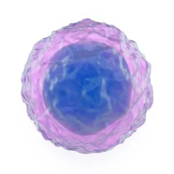 Lymphocyte Stock Photos