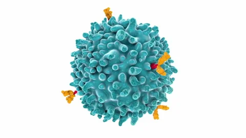 Lymphocyte, type of white blood cell in the immune system - 3d illustration Stock Footage 304300988
