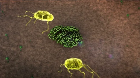 Lymphocytes attack the fungus Stock Footage 125202139