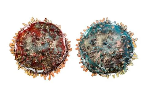 Lymphocytes, illustration 스톡 일러스트