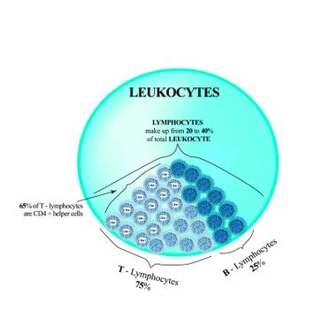 Lymphocytes make up from 20 to 40 percent of the total number of leukocytes. T Illustrazione stock