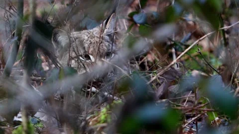A lynx in a autumn forest 4k 25fps video Stock Footage 329242512