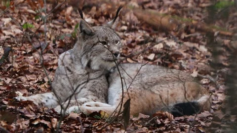 A lynx in a autumn forest 4k 25fps video Stock Footage 329242538