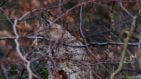 A lynx in a autumn forest 4k 25fps video Stock Footage 329242552