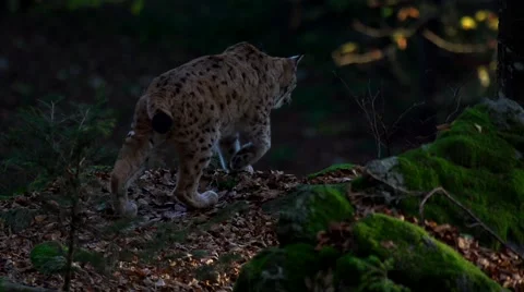 Lynx in autumn forest Stock Footage 43775845
