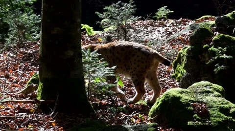 Lynx in autumn forest Vídeos de archivo 44062896