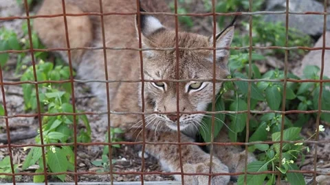 Lynx behind the bars of a cage Stock Footage 310892131