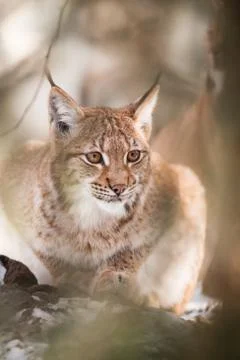 Lynx behind the tree Stock Photos
