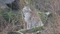 Lynx bobcat shaking hands and looking to camera stock footage HD Footage