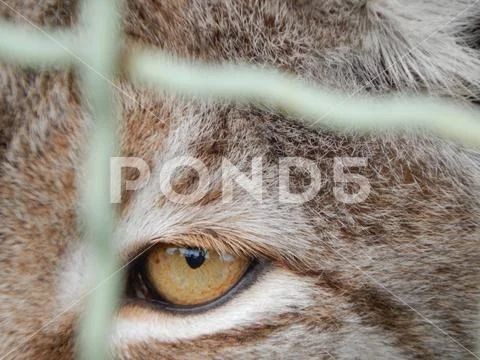 Lynx in a cage looks close-up Stock Photos