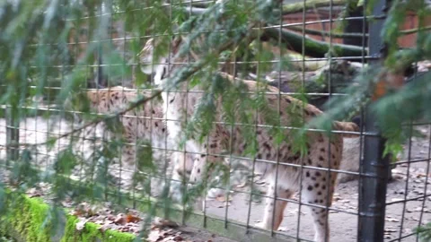 Lynx in a cage wild lynx Stock Footage 259124312