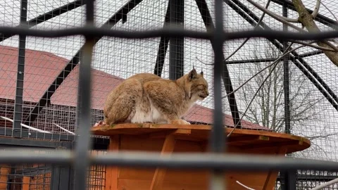 A lynx in a cage at the zoo Stock Footage 329091514